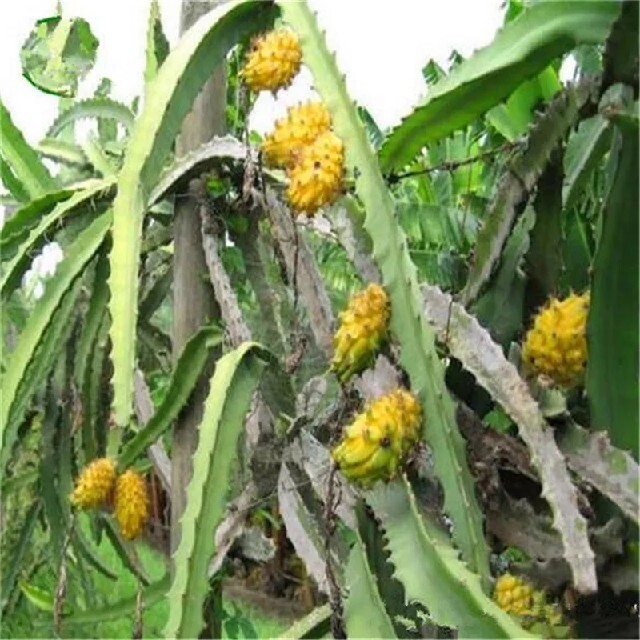 ドラゴンフルーツ黄色　ピタヤ　Pitaya 　種10粒 食品/飲料/酒の食品(フルーツ)の商品写真