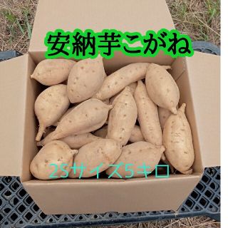 安納芋こがね2Sサイズ5㌔箱(種子島産)(野菜)