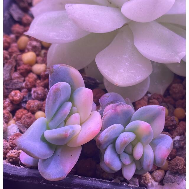 ラウリンゼ錦 小苗二つ 多肉植物 - その他