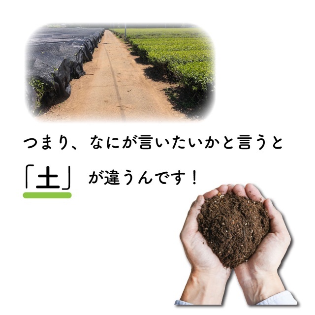 お茶 高級茶葉【伝統 100g】猿島茶 松田製茶 クリックポスト 送料無料 食品/飲料/酒の飲料(茶)の商品写真