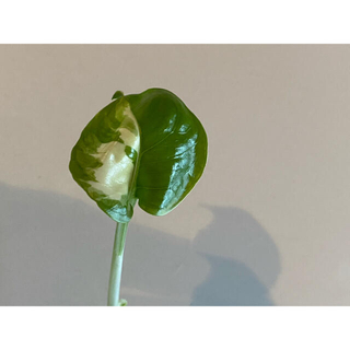 ポトス　グレイシャー　日本未入荷　激レア　観葉植物