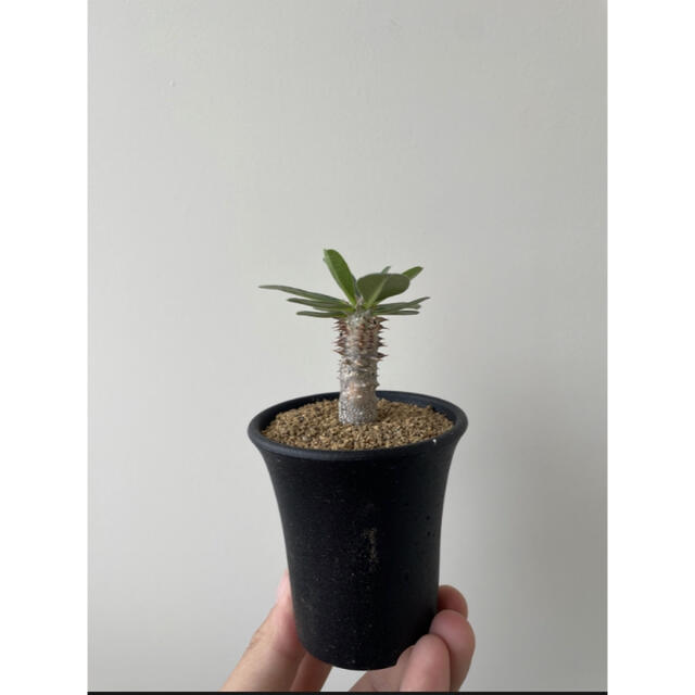 Pachypodium Tackyi 3【激レア】品種パキポディウム タッキー Pachypodium Tackyi 3【激レア】品種パキポディウム タッキー