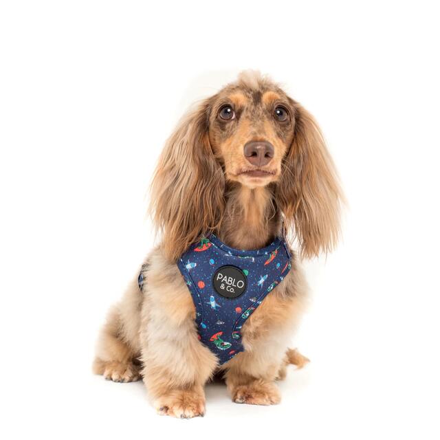 PABLO&Co. ハーネス harness Mサイズ　犬　フレンチブルドック その他のペット用品(犬)の商品写真