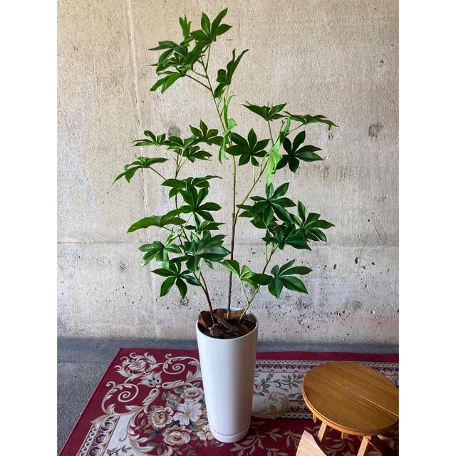 光触媒 人工観葉植物 ウォールグリーン フェイクグリーン サバンナバオバブ