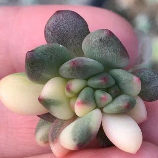 アリエル錦　小苗　多肉植物(その他)