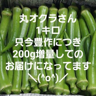 【無農薬】丸オクラ(丸おくら)1キロ(野菜)