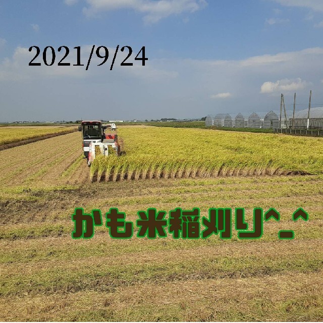 無農薬米新潟県産コシヒカリ20k