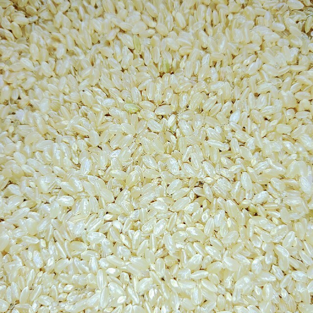 ブレンド玄米　(令和3年産)　　　　24Kg