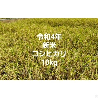 令和4年 新米 コシヒカリ 10kg 玄米(米/穀物)