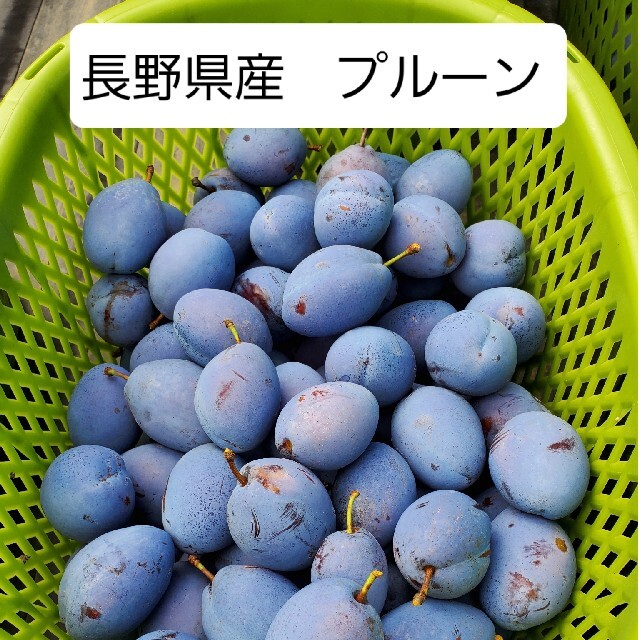 長野県産、生プルーン(くらしま早生) 1kg(家庭用)