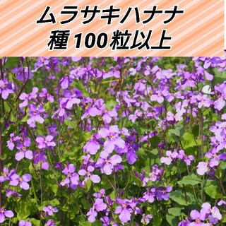 ムラサキハナナ 種100粒以上(プランター)