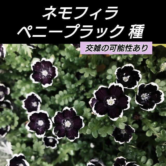ネモフィラ ペニーブラック 花種60粒(自家採取) ハンドメイドのフラワー/ガーデン(プランター)の商品写真