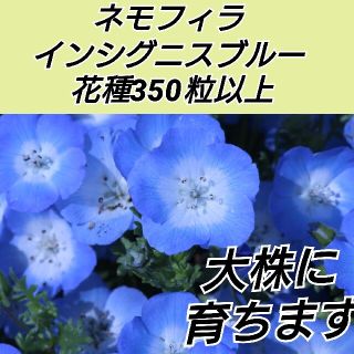 ネモフィラ インシグニスブルー 花種350粒以上(プランター)