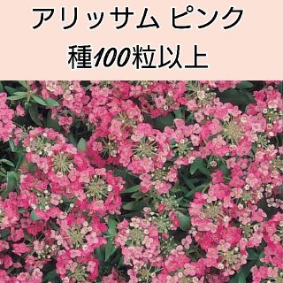 アリッサム ディープピンク 種100粒以上(プランター)