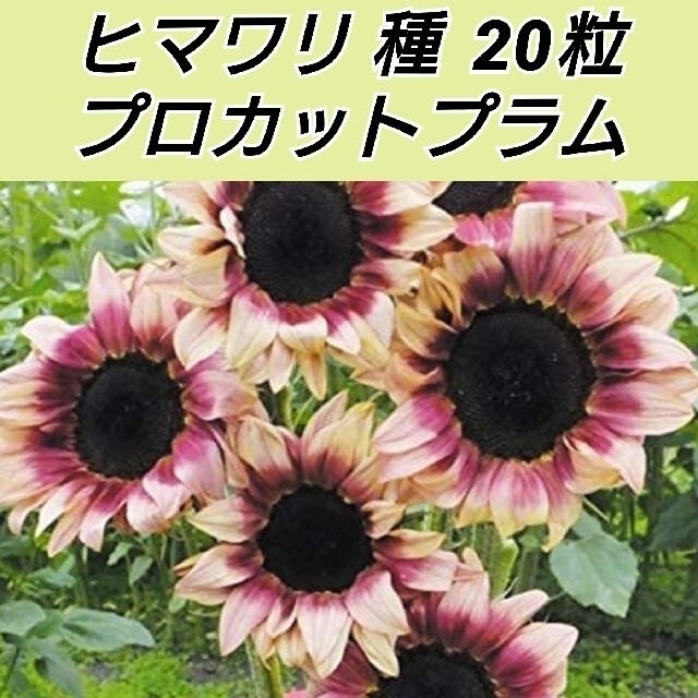 ヒマワリ 花種 プロカットプラム（F1）20粒 それ以外各2粒 ハンドメイドのフラワー/ガーデン(プランター)の商品写真