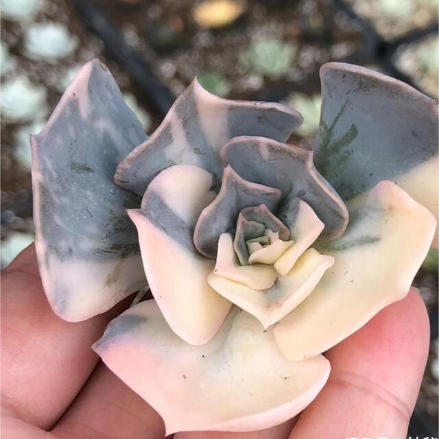 エケベリア ポルックス Echeveria Pollux錦　多肉植物ハンドメイド