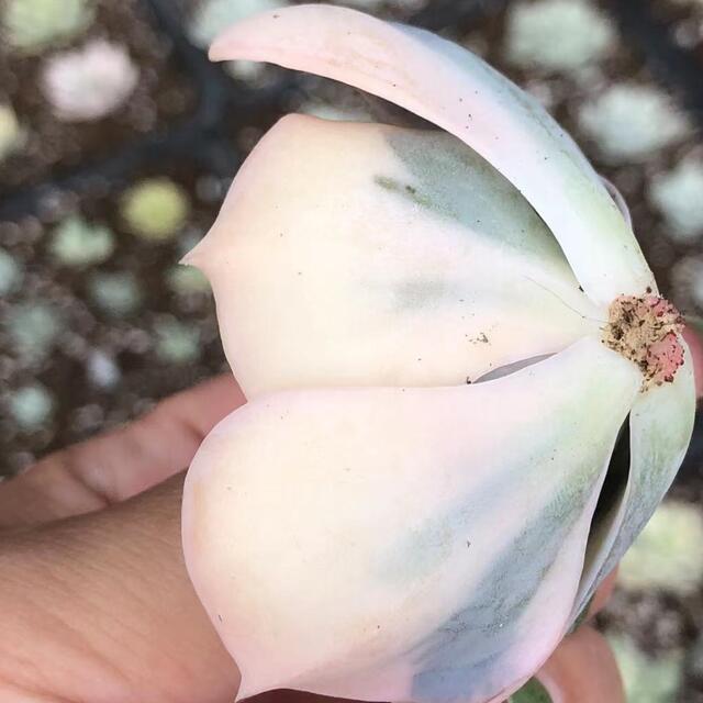 エケベリア ポルックス Echeveria Pollux錦　多肉植物