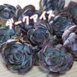 【多肉植物】❤レア❤ダークアイス 韓国苗(その他)