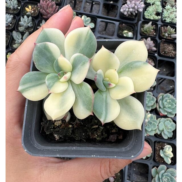 シャルモン錦 ニ頭 多肉植物の通販 by Nan多肉12月から再開予定 シャルモン錦 ニ頭 多肉植物の通販 by Nan多肉12月から再開予定