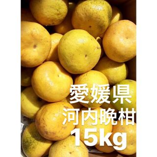 愛媛県産　河内晩柑　宇和ゴールド　柑橘　15kg(フルーツ)