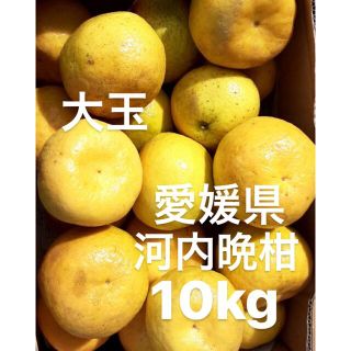 愛媛県産　河内晩柑　宇和ゴールド　柑橘　10kg(フルーツ)