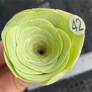 グリーノビア　黄薔薇　イエロー薔薇　多肉植物(その他)