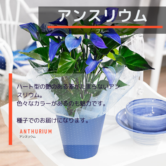 ゆうパケット　アンスリウムNo.02☆ブルー☆　種子10粒 ハンドメイドのフラワー/ガーデン(その他)の商品写真