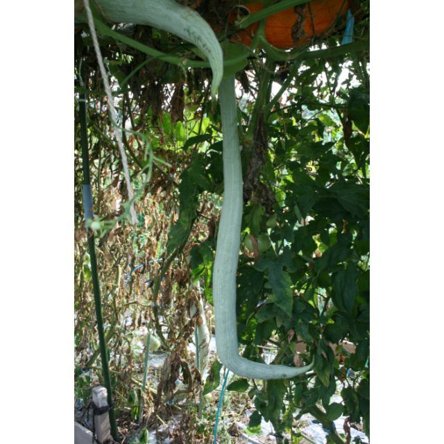 へび瓜　セイロン瓜の種　無農薬 2022.8月採種 15粒 食品/飲料/酒の食品(野菜)の商品写真