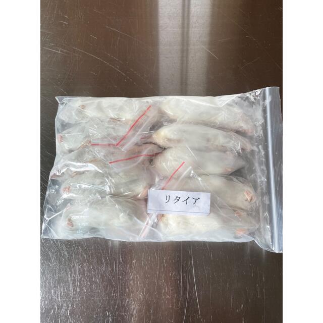 掘出し】冷凍マウス48匹(リタイア) 【約180円/匹】 掘出し】冷凍マウス48匹(リタイア) 【約180円/匹】