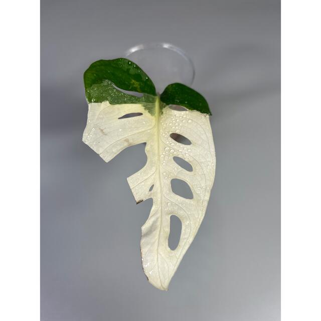 マドカズラ　斑入り　Monstera adansonii 　3 4