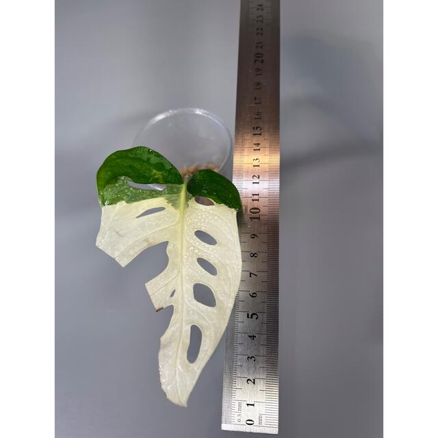 マドカズラ　斑入り　Monstera adansonii 　3 5