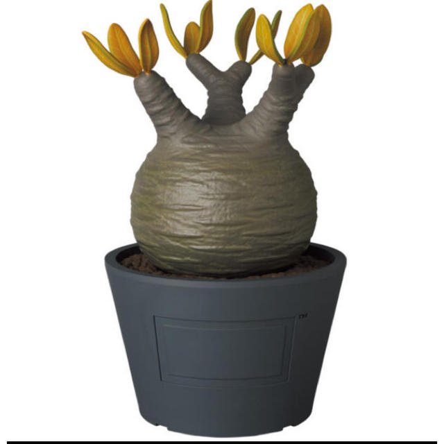 定番の中古商品 - TOY MEDICOM Pachypodium LEAVES AUTUMN var. Gracilius その他 定番の中古商品 - TOY MEDICOM Pachypodium LEAVES AUTUMN var. Gracilius その他