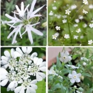 初夏の白花4種　種セット(その他)