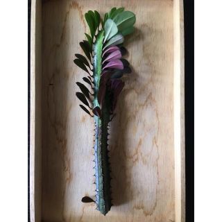 紅彩雲閣　④　約26cm ユーフォルビア  多肉植物(その他)