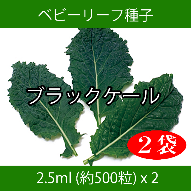 ベビーリーフ種子 B-36 ブラックケール 2.5ml 約500粒 x 2袋 食品/飲料/酒の食品(野菜)の商品写真