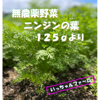 ufa様専用　ニンジンの葉　２００ｇ(野菜)