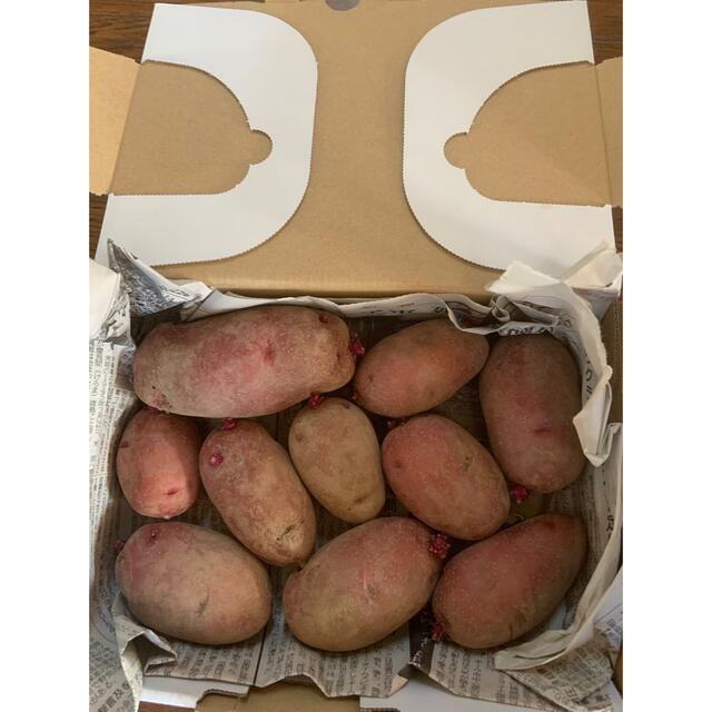 じゃがいも 種芋 約1.1kg レッドムーン 食品/飲料/酒の食品(野菜)の商品写真