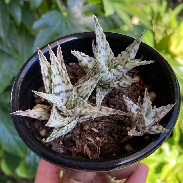 ブリザード アロエ 多肉植物 サボテンの通販 by ごんず プロフ必読|ラクマ