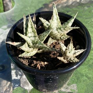 ブリザード アロエ 多肉植物 サボテンの通販 by ごんず プロフ必読|ラクマ