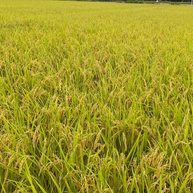 3年度産 栃木県産コシヒカリ30キロ 玄米 白米 産地直送安心米残り在庫3袋 食品/飲料/酒の食品(米/穀物)の商品写真