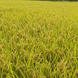 3年度産 栃木県産コシヒカリ30キロ 玄米 白米 産地直送安心米残り在庫3袋(米/穀物)