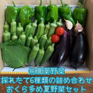 無農薬野菜＊採れたて6種類の詰め合わせ＊おくら多め夏野菜セット＊コンパクト＊(野菜)