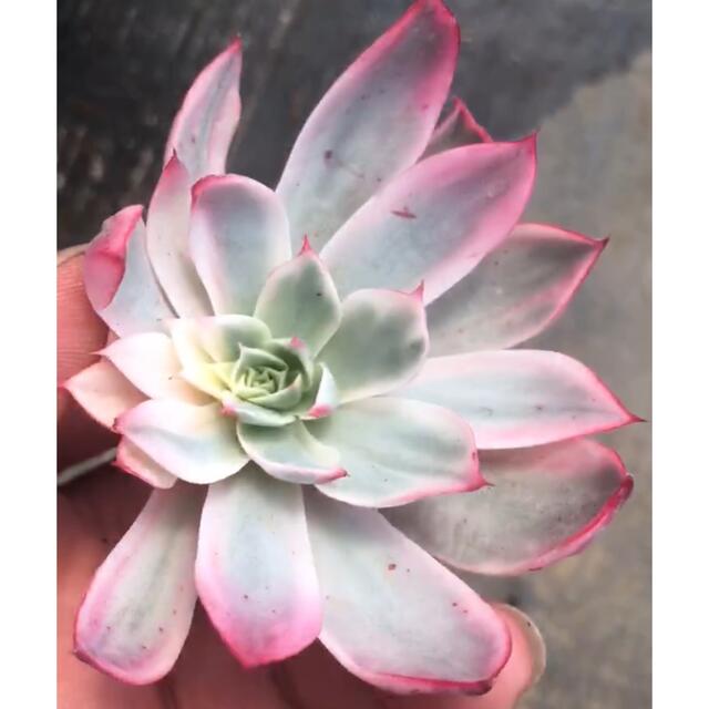 Echeveria Vulcanus錦　多肉植物