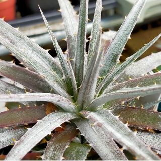 Dyckia 'Nickel Silver'(その他)