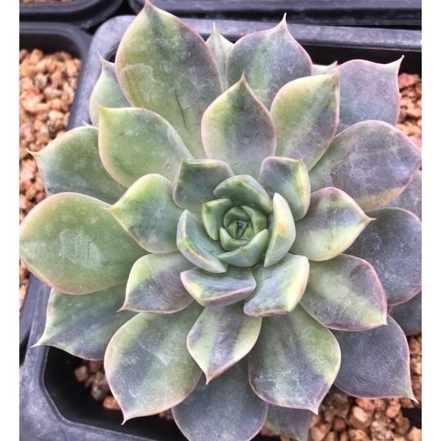 Echeveria 'Lady Rose錦　多肉植物　エケベリア