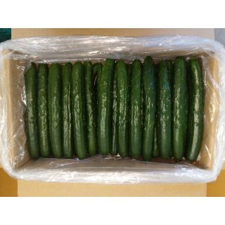 朝採れ！【信州産きゅうりA品】4.5㎏　(野菜)