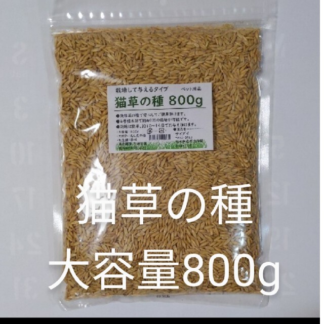 【大容量タイプ】ねこ草の種 800g えん麦 猫草の種 食べられる草 その他のペット用品(ペットフード)の商品写真