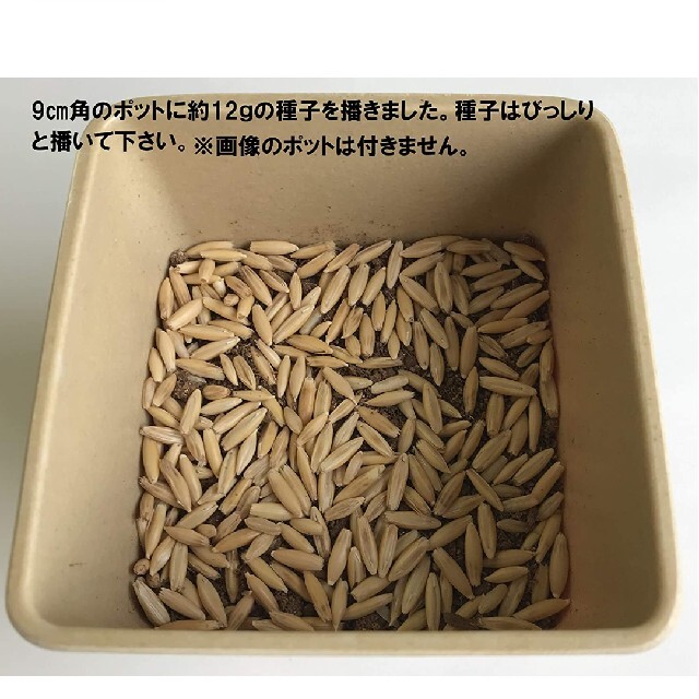 【大容量タイプ】ねこ草の種 800g えん麦 猫草の種 食べられる草 その他のペット用品(ペットフード)の商品写真