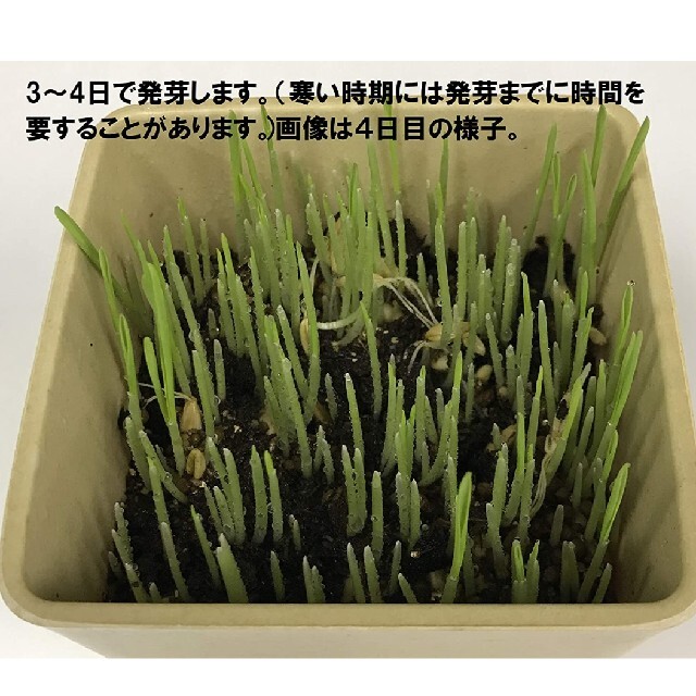 【大容量タイプ】ねこ草の種 800g えん麦 猫草の種 食べられる草 その他のペット用品(ペットフード)の商品写真