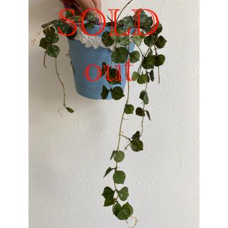 ホヤ　カーティシー　観葉植物(その他)